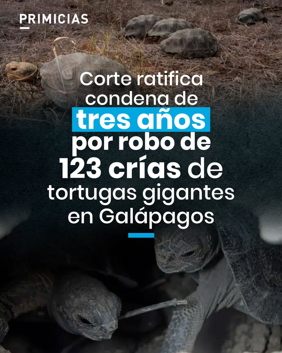 Primicias's tweet photo. La Corte Provincial de Guayas ratificó la condena de tres años de prisión contra un hombre por sustraer 123 crías de tortugas gigantes en Galápagos. Además, deberá pagar una fuerte multa.
https://t.co/RwRqkLqwX8 https://t.co/Ay72Bar2HT