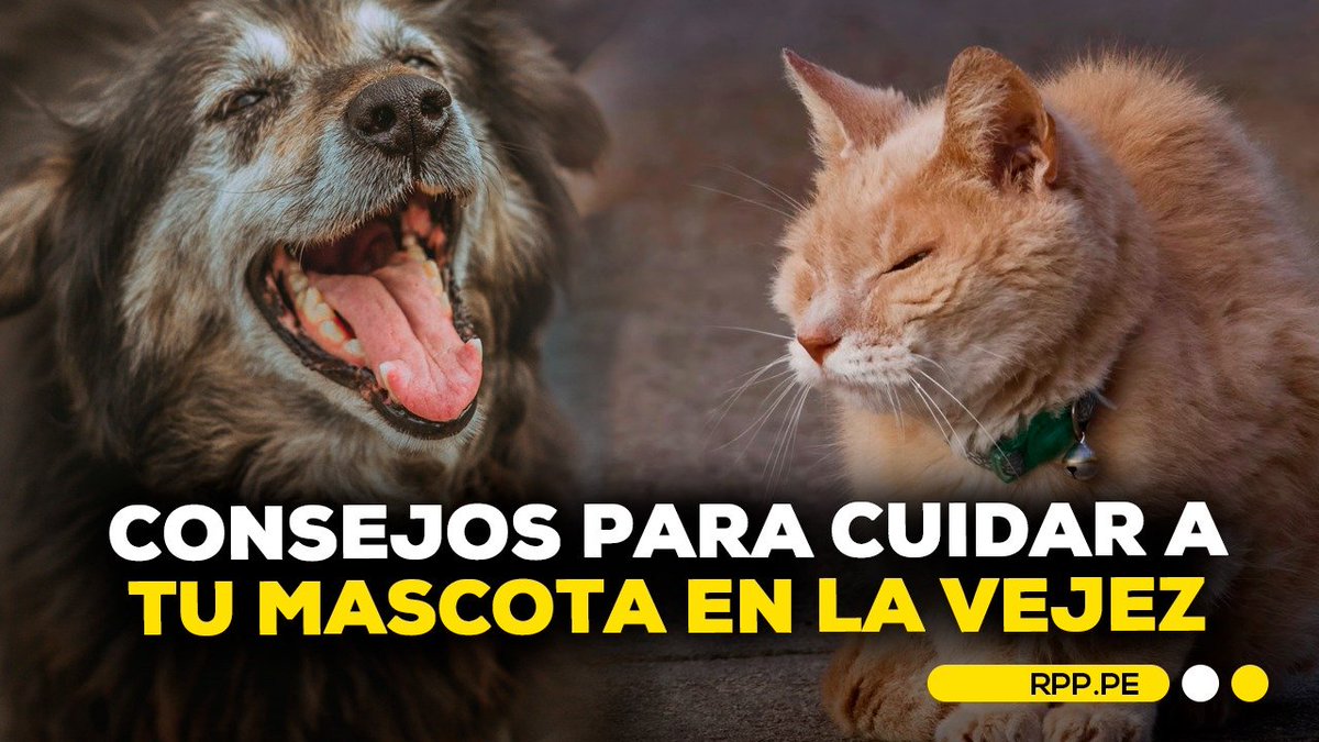 RPPNoticias's tweet photo. 🐶👴 Cuando las mascotas envejecen necesitan cuidados especiales. Ana Paola Vera, geriatra veterinaria, explica cuáles son las señales de alerta, la importancia de los chequeos médicos y cómo brindarles una mejor calidad de vida en esta etapa.

👉 https://t.co/2SeodxA6br
#ENCENDIDOSRPP