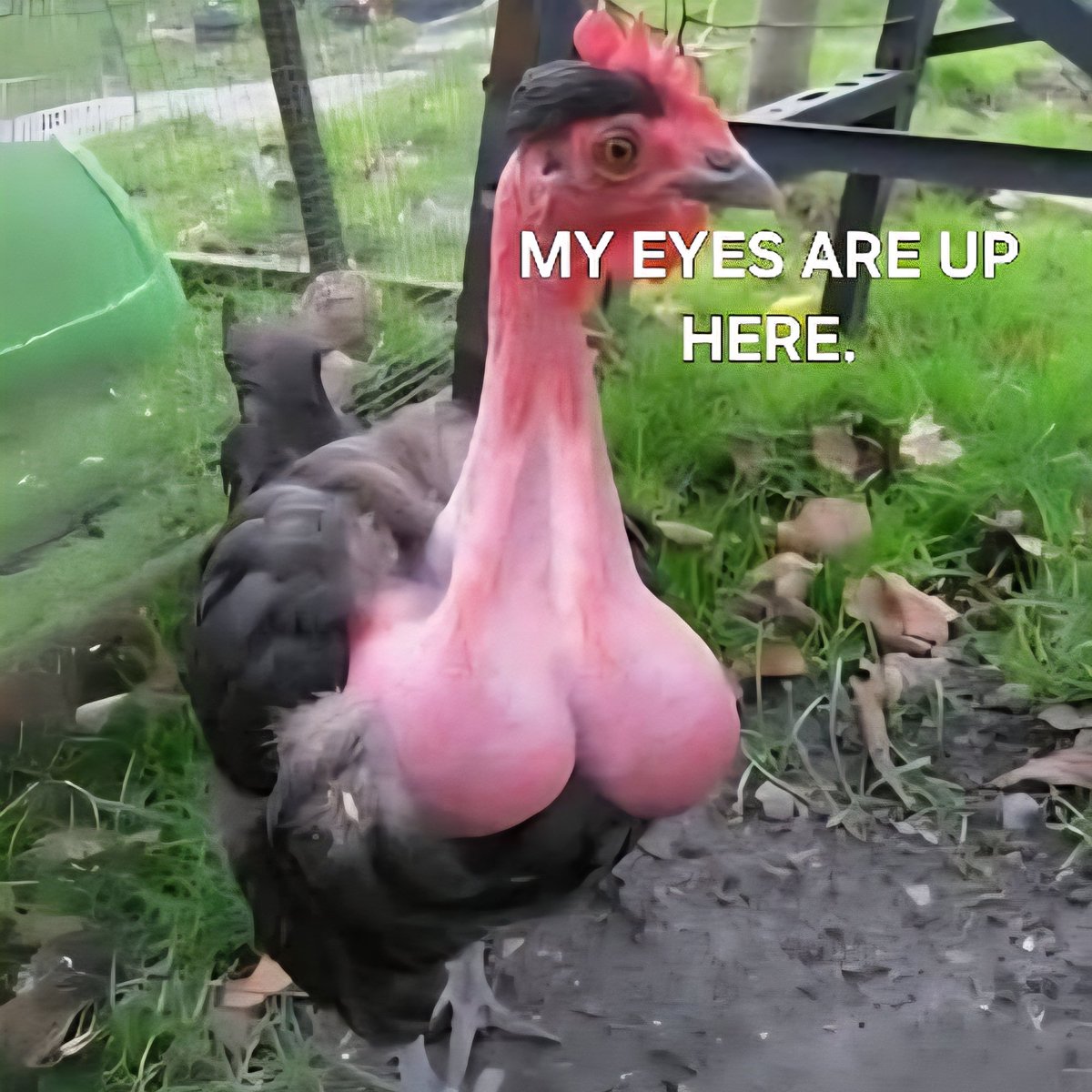 Alaska0420's tweet photo. @AMAZlNGNATURE "I just shaved for tonight's date, hoping she doesn't cancel on me." - Shaved Chicken https://t.co/V4VB2OByN7