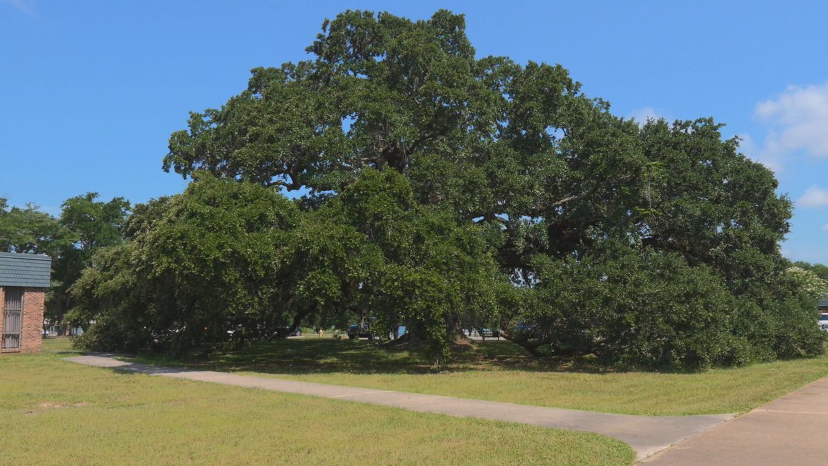 wilbethsoberano's tweet photo. 200 years old Beautiful 'Live Oak Tree❤️🇺🇸🇺🇸🇺🇸🇺🇸🇺🇸 https://t.co/e66wbKPoSH