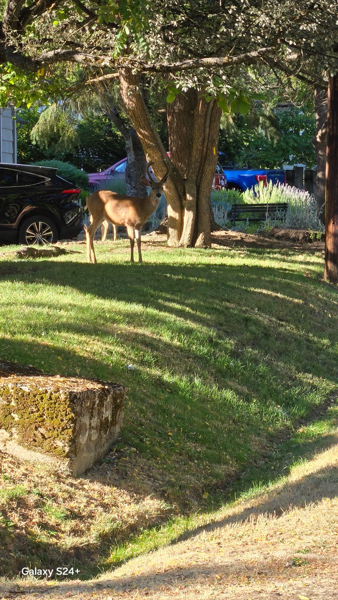 sheila_yarnell's tweet photo. In the neighborhood this AM, just up the street! Isn’t he magnificent!🥰 https://t.co/FV9IaTY1cE