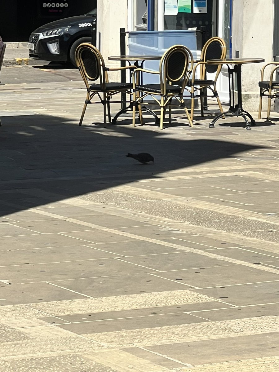 BiblicalPigeon's tweet photo. The pigeons i saw today, beautiful lil things🥹🥹🥹 https://t.co/zYiarexEd0