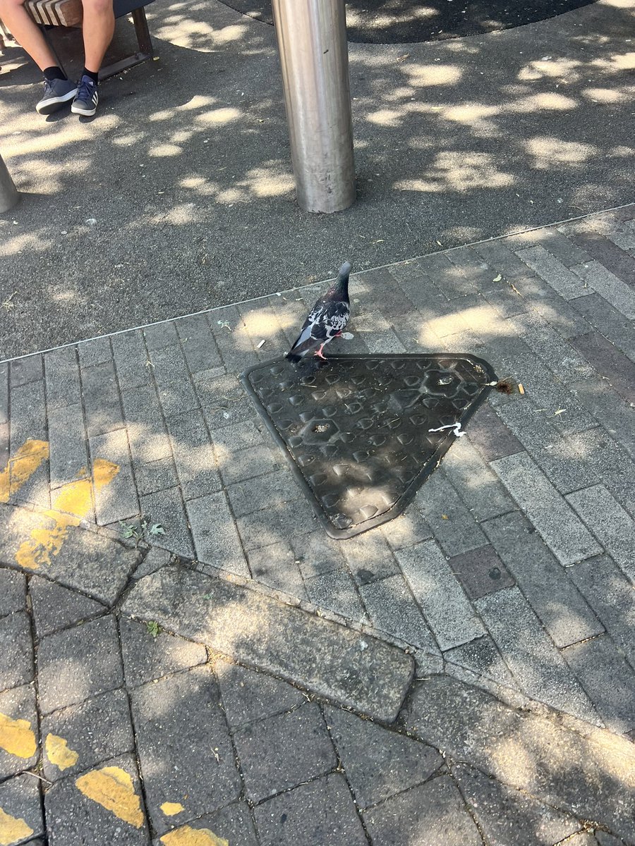 BiblicalPigeon's tweet photo. The pigeons i saw today, beautiful lil things🥹🥹🥹 https://t.co/zYiarexEd0