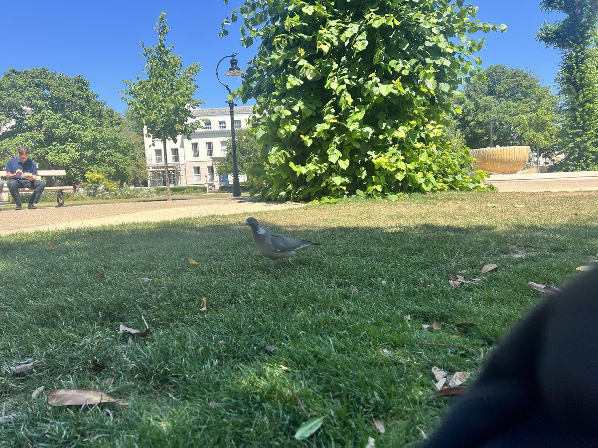 BiblicalPigeon's tweet photo. The pigeons i saw today, beautiful lil things🥹🥹🥹 https://t.co/zYiarexEd0