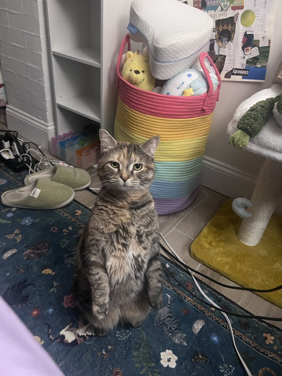 marbledacat's tweet photo. she’s holding eye contact to assert dominance https://t.co/UWFrlts0g8
