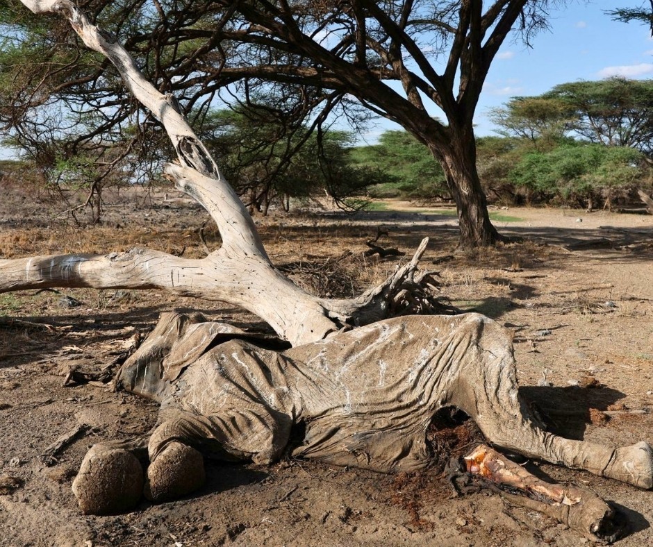 survivalanimal's tweet photo. 🇰🇪💦 The situation for wild animals in drought-ravaged Tsavo West National Park is heartbreaking 🐘🦏

We are raising funds to drill a life-saving waterhole that will hydrate 1000's of animals struggling through lingering drought.

🔗 Please donate today: https://t.co/m43Me5GwWO. https://t.co/1CXKC9PSS9