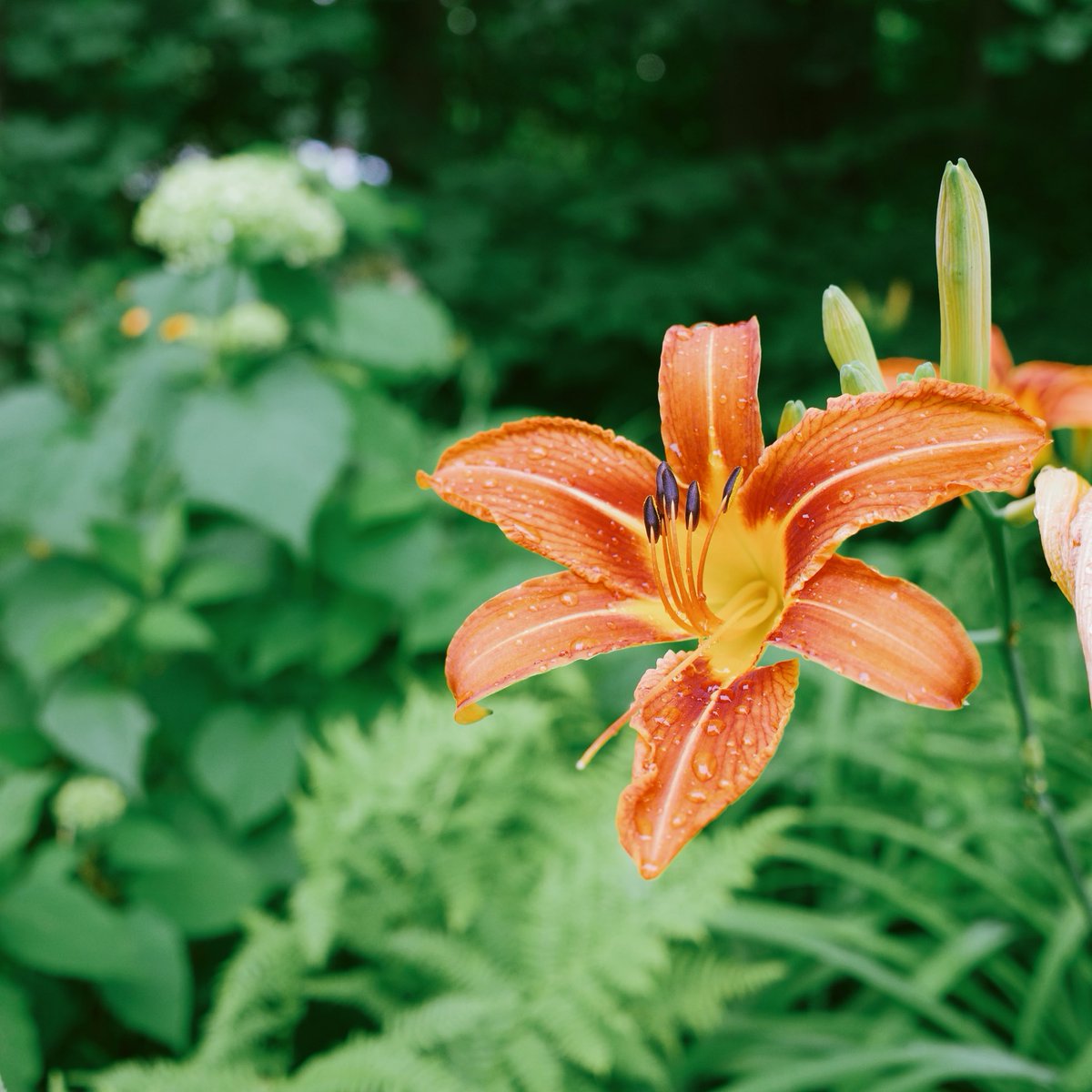 ACFMr's tweet photo. Day Lilly. 
#Vermont https://t.co/Tb8zXpJ5tq