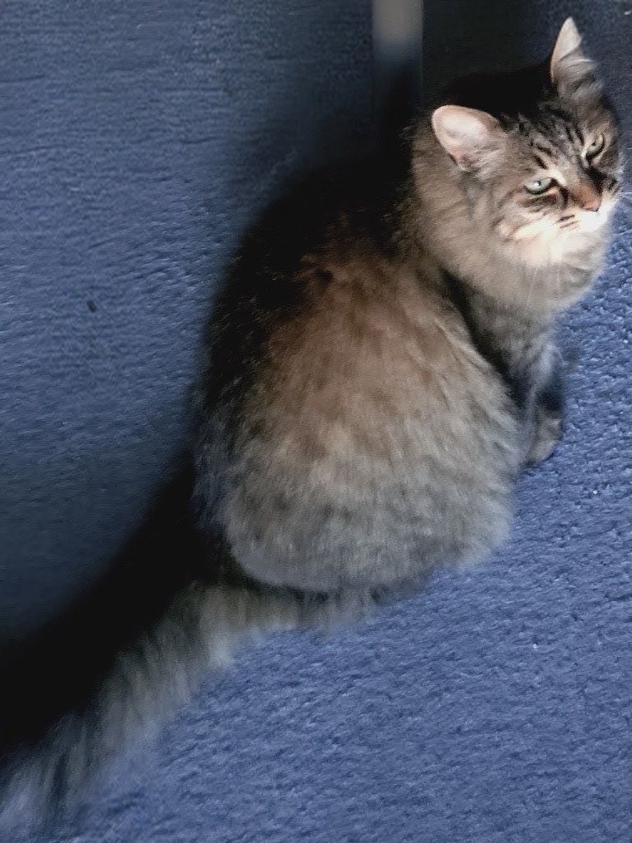 50_low's tweet photo. 朝の猫
昨夜は居間から帰ってこなかった猫 https://t.co/sD5YeEhv3X