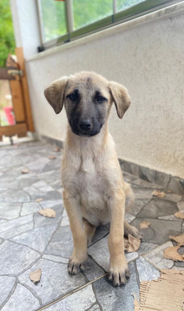 mavisschua's tweet photo. @chandlerbingiz Maalesef instagramım yok. İlan açmadım, yalnızca buradan 4 takipçili hesabımdan paylaşmıştım:) Şuan kendi bahçemizde bakıyoruz. Kopala, Oço, Dali. İlgilenirlerse; detayları telefonlaşarak konuşabiliriz. https://t.co/DaEgA93vMz