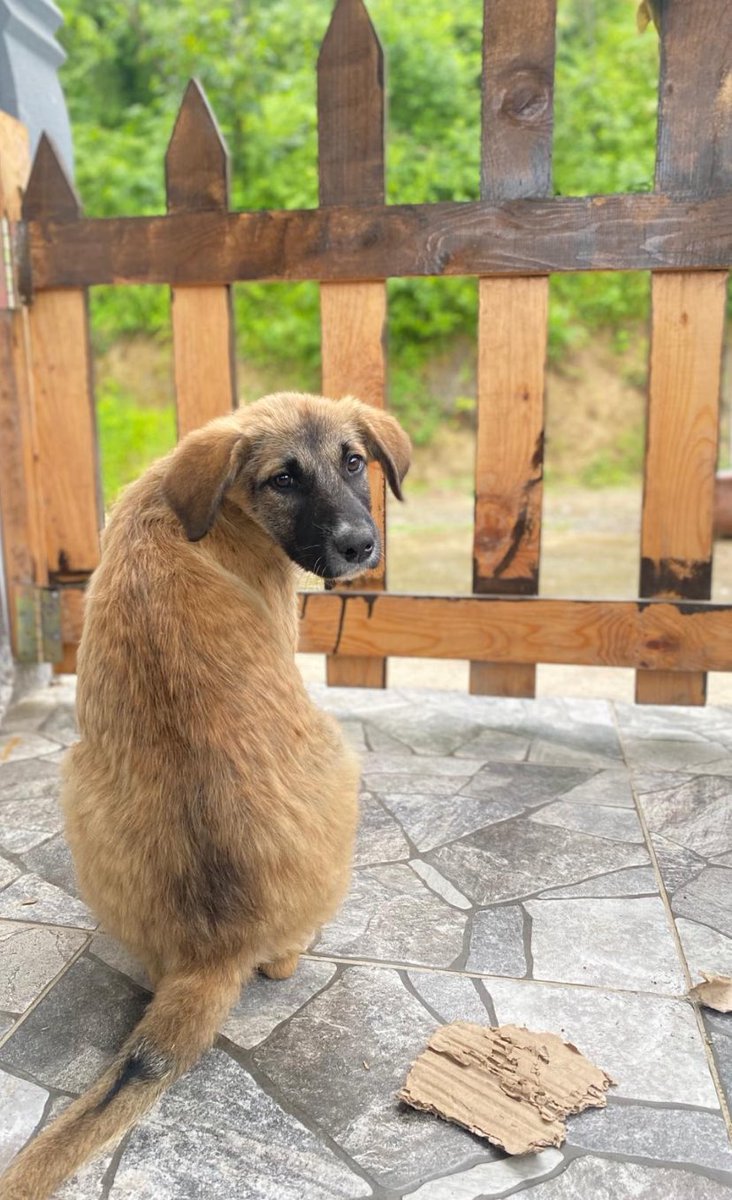 mavisschua's tweet photo. @chandlerbingiz Maalesef instagramım yok. İlan açmadım, yalnızca buradan 4 takipçili hesabımdan paylaşmıştım:) Şuan kendi bahçemizde bakıyoruz. Kopala, Oço, Dali. İlgilenirlerse; detayları telefonlaşarak konuşabiliriz. https://t.co/DaEgA93vMz