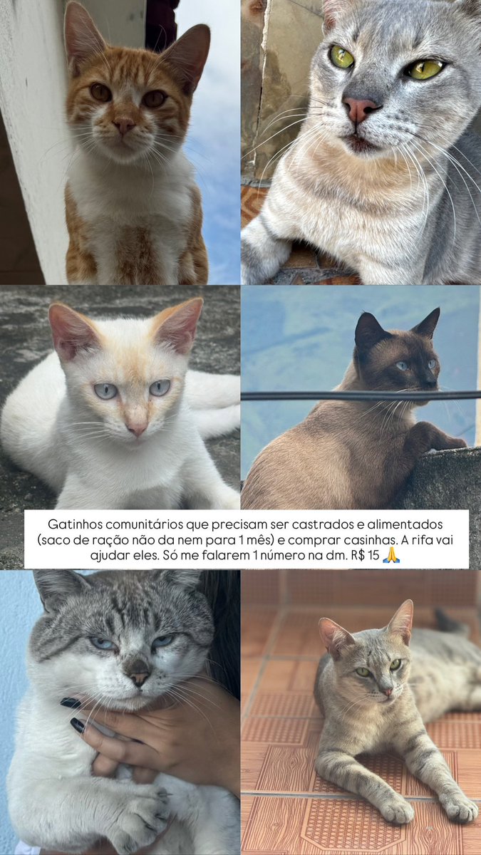ajudeodourado's tweet photo. Não estou recebendo mais nenhuma ajuda, desde que o dourado partiu 😔 E eu preciso ainda pois além dos gatos comunitários precisarem, eu tenho 2 gatas q não foram testadas e nem vacinadas e eu estou mt preocupada! Pf, me ajudem a vender a rifa toda? 
🔑rayaneferreiran3@gmail.com https://t.co/1hrRbA4V0I