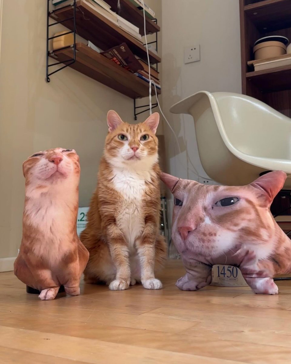 PunchingCat's tweet photo. https://t.co/q8nNGs01JD