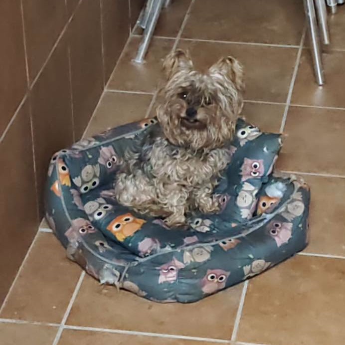 SosAbuelos1's tweet photo. #MURCIA
Este abuelito de 12 años necesita un nuevo hogar.

Es muy bueno. Sociable y respetuoso con niños, gatos y otros perros.

¿Puedes ayudarle??

Contacto: 636 59 36 23 https://t.co/OkdvbfAP8C