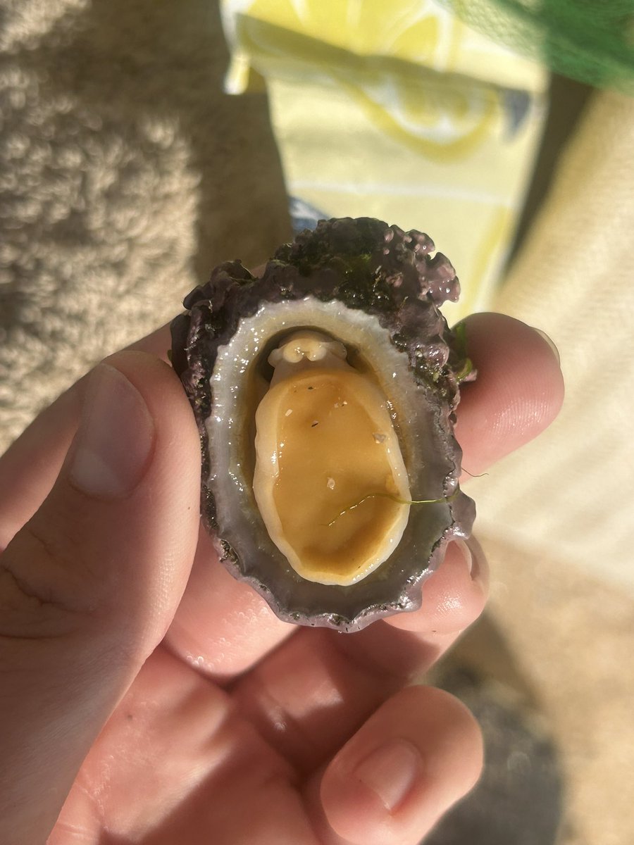 ronni30805's tweet photo. @iSpotnature 
Found this in a rock pool in Cornwall, specifically Constantine bay. 
Could you tell me what it is? https://t.co/1bx8QXjPsp