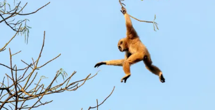 Sildal4's tweet photo. @R_DiAngelosBull does high altitude tree warfare count? https://t.co/IxJO1dZ1Z9