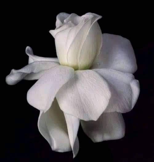 FlormiraMM's tweet photo. @mayemusk @teslaownersSV Greetings and all the best as always 💕 https://t.co/MvmQUGLVvA