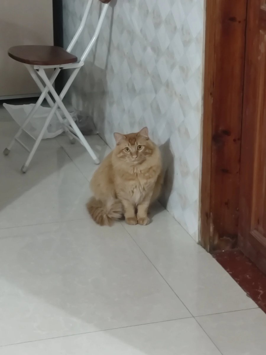 x3Arianna's tweet photo. Nothing beats coming home to a fluffy little friend waiting by the door—soft purrs and wags make every ordinary day feel warm. https://t.co/X93G8Xf4Js