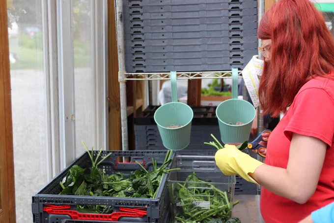 Students in L&I’s MY Work program are helping York Fresh Food Farms with tasks like cleaning produce while earning a paycheck. 