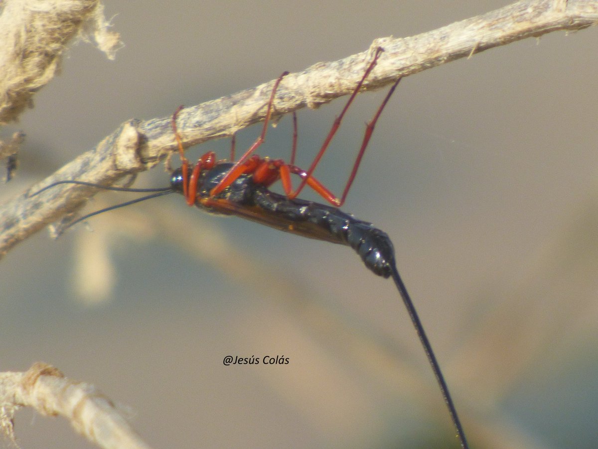 jscolas's tweet photo. En nuestra búsqueda de aguiluchos por la provincia siempre hay tiempo para fijarse en cosas pequeñas, como está avispa Familia Ichneumonidae hembra. Me toco preguntar a Luis Oscar Aguado Martín que especie era, ya que nunca la había visto. Serán por horas echadas en la provincia https://t.co/4580mcaXeU