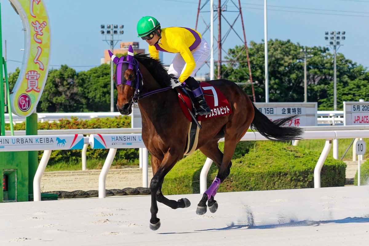 gambacity's tweet photo. 2026年7月9日
笠松競馬場で行われる
「ぎふ清流カップ」
兵庫県競馬から
クリスタルピット
ゴーゴーツヨシ
バウヴォーグ
ベラジオソニック
4頭が遠征
応援よろしくお願いいたします！！ https://t.co/98VCjZ7eyC