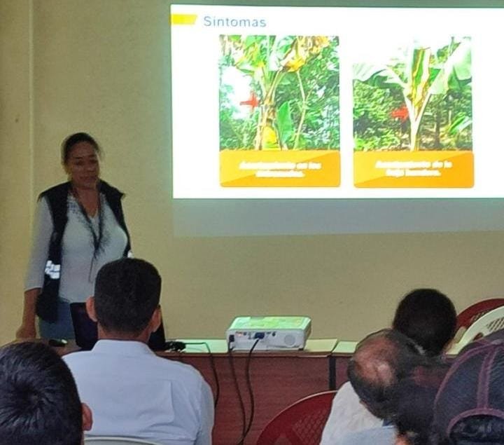 AgrocalidadZ3's tweet photo. #Chimborazo|Agrocalidad capacitamos a productores de musáceas del cantón Alausí sobre sintomatología de Moko y las medidas de bioseguridad,con el objetivo de fortalecer las acciones fitosanitarias para prevenir el ingreso y la dispersión de esta enfermedad
#AgrocalidadCapacita https://t.co/3SETHr3LqQ