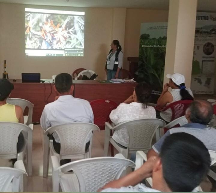 AgrocalidadZ3's tweet photo. #Chimborazo|Agrocalidad capacitamos a productores de musáceas del cantón Alausí sobre sintomatología de Moko y las medidas de bioseguridad,con el objetivo de fortalecer las acciones fitosanitarias para prevenir el ingreso y la dispersión de esta enfermedad
#AgrocalidadCapacita https://t.co/3SETHr3LqQ