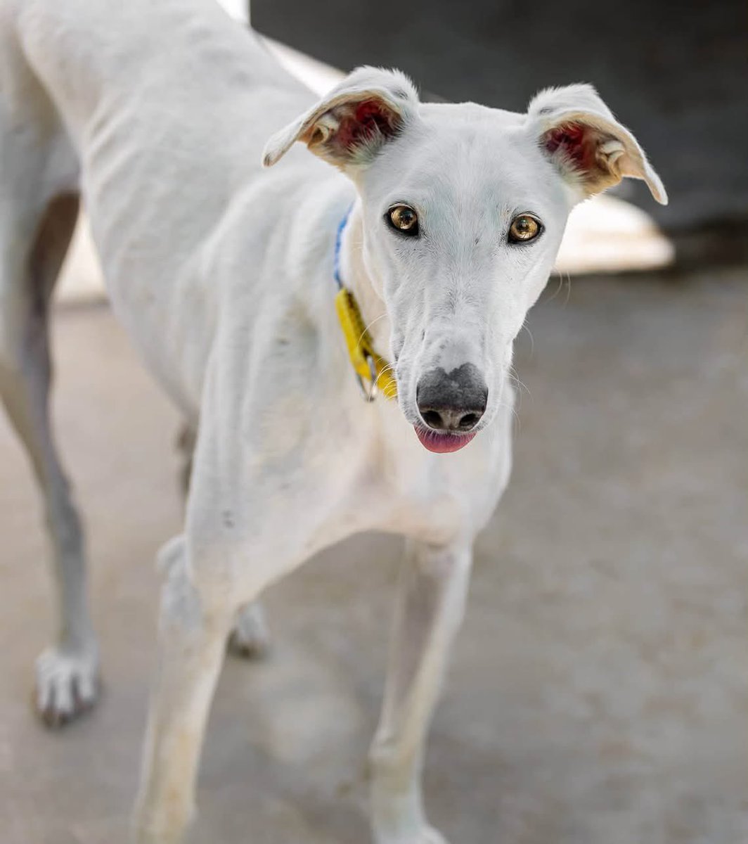 GalgosdelSol's tweet photo. WHY IS HE FORGOTTEN? ‼️ 
Blondie is a lovely friendly boy around 3 to 4 years old. 
He’s just a wonderful all rounder and could have been adopted over and over again but sadly he has leishmania. 
He’s been treated, it’s not active and he’s in great shape. 
He will fit in anywhere ❤️
Give him a share and let’s find him a home 🙏🏻❤️