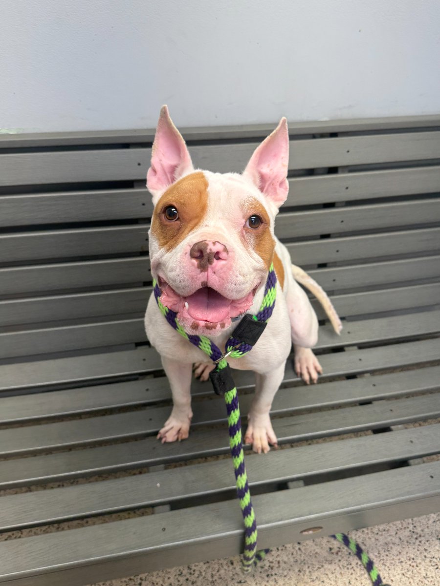 Pennsylvania SPCA tweet media