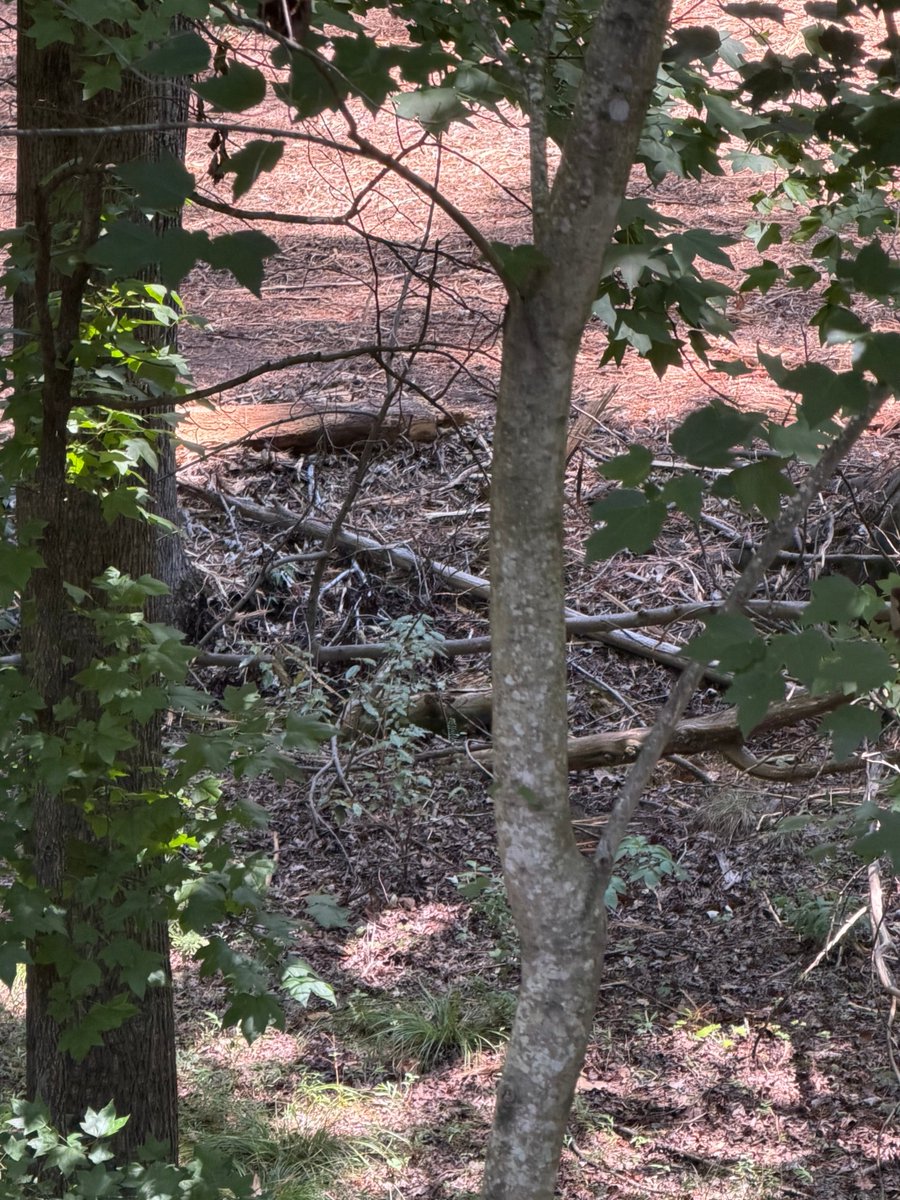 MarkBrannock's tweet photo. This is what your property looks like after @DukeEnergy clears trees.   They shove all the logs and debris onto my property and they tell you accomplished what they needed.  What a joke https://t.co/01Ut7FjdG2