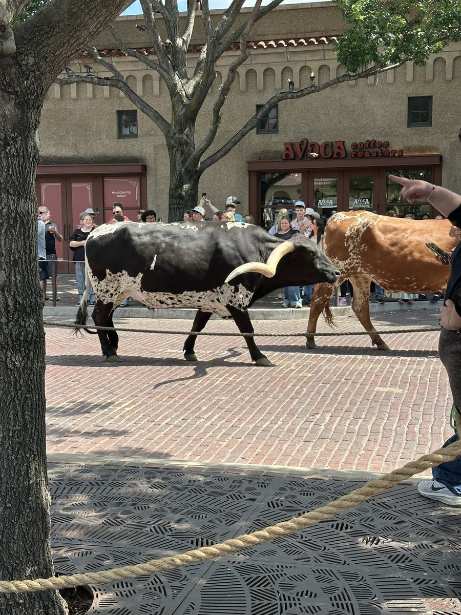 spring_ffa tweet picture