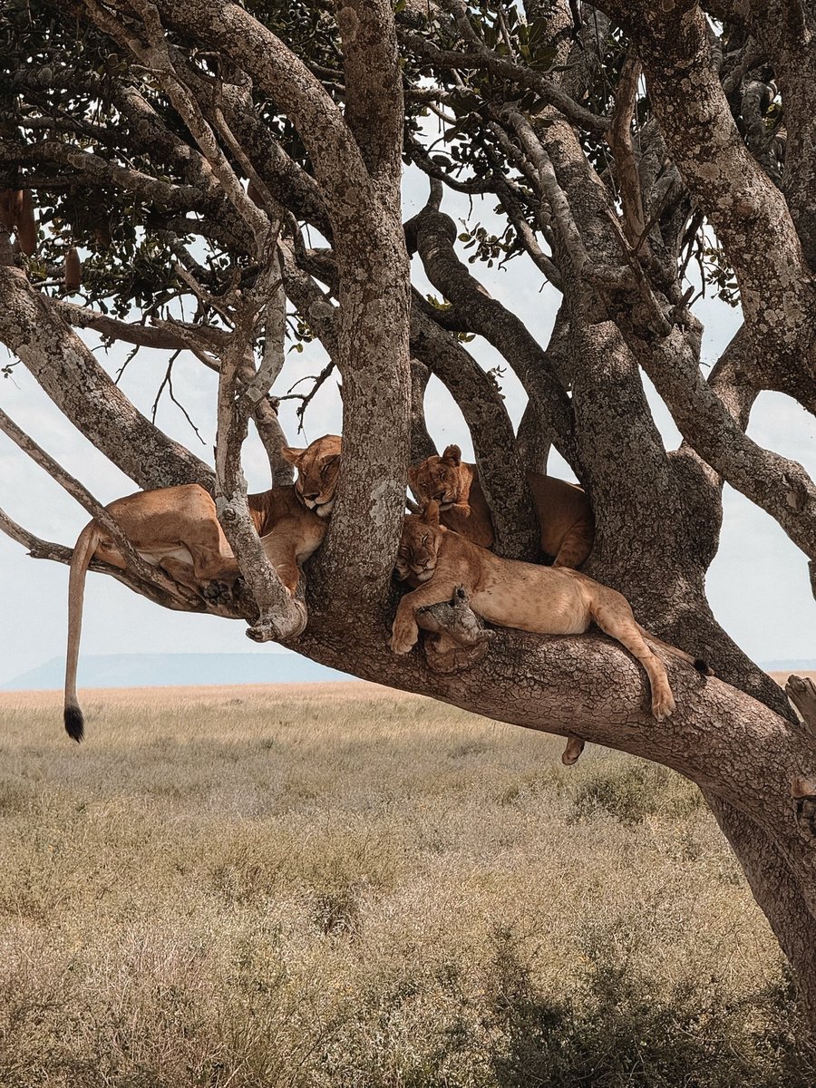Safari_Captions's tweet photo. Chill Wednesday 😎 https://t.co/U8mNdBNcYK