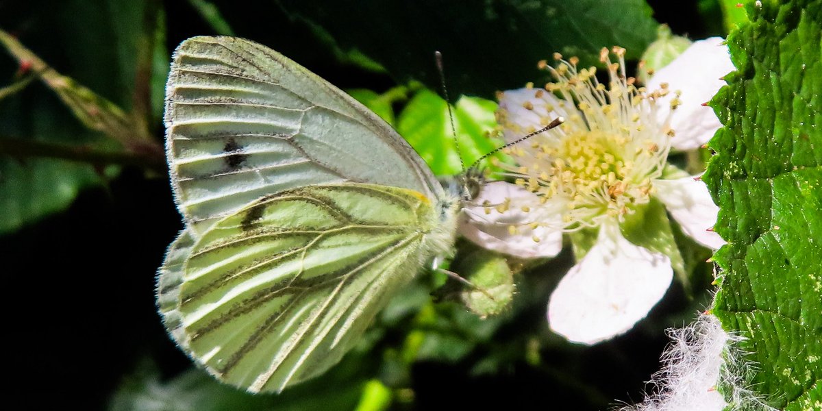 flowerbud13's tweet photo. Green veined butterfly #butterflyphoto #butterflyphotography #nature #naturephotography 🦋 https://t.co/14yTmu6QKt