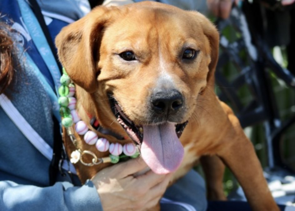 BeeDoDoobieDo's tweet photo. ☀️☀️🚨Adorable COCO🚨☀️☀️
#69DAYS into her stay at Staten Island ACC
💥Needs a home STAT ~ she is residing in a pop up crate and qualifies for the promotion!💥
Visit her in Staten Island ~ #SaveAShelterDog https://t.co/wP3oMIRUdF