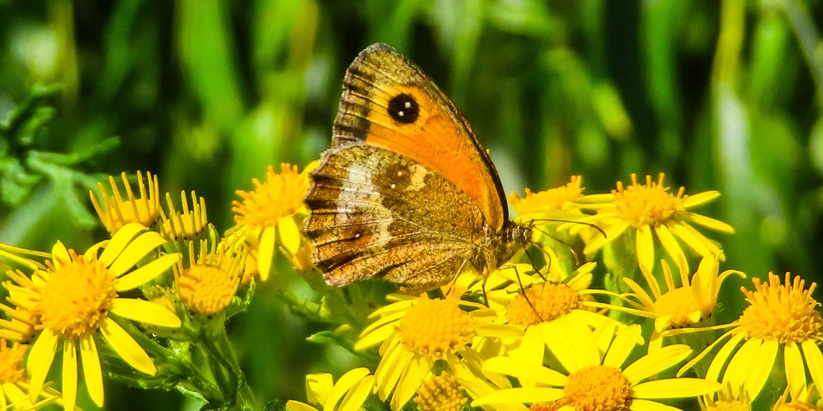 flowerbud13's tweet photo. Gatekeeper butterfly 

#nature #naturephoto #naturephotography #photography #photooftheday 🦋 https://t.co/2H2ssTJ3iS