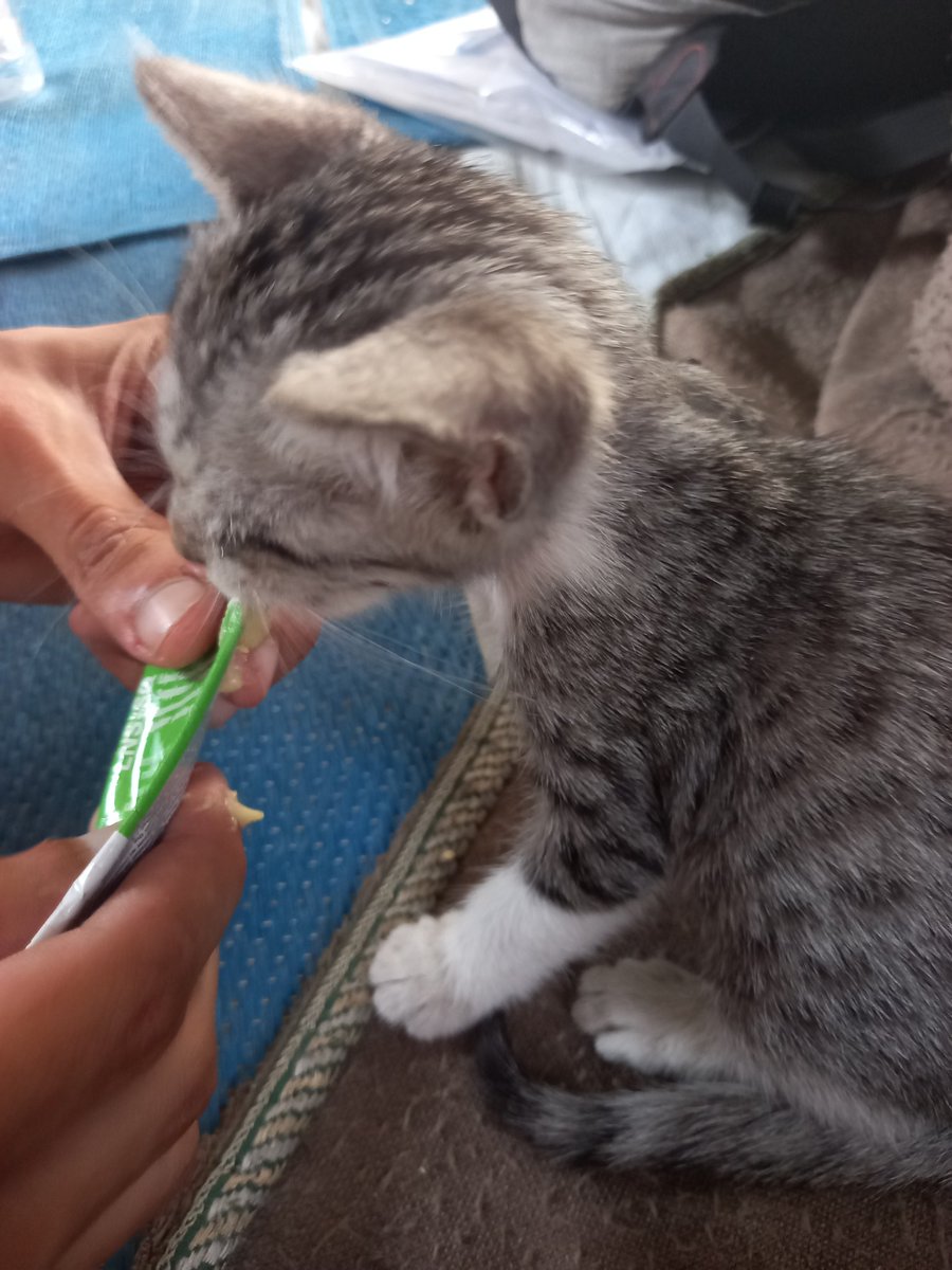 kholoud8815's tweet photo. found him on the street alone and missing one of his eyes I took him in, and he is now our fourth cat living with us in the tent ❤️🐾
We are trying to give him safety and care, and we need your support to help him Any donation or share means a lot
#AnimalWelfare #SaveAnimals https://t.co/AVTW27KXK8