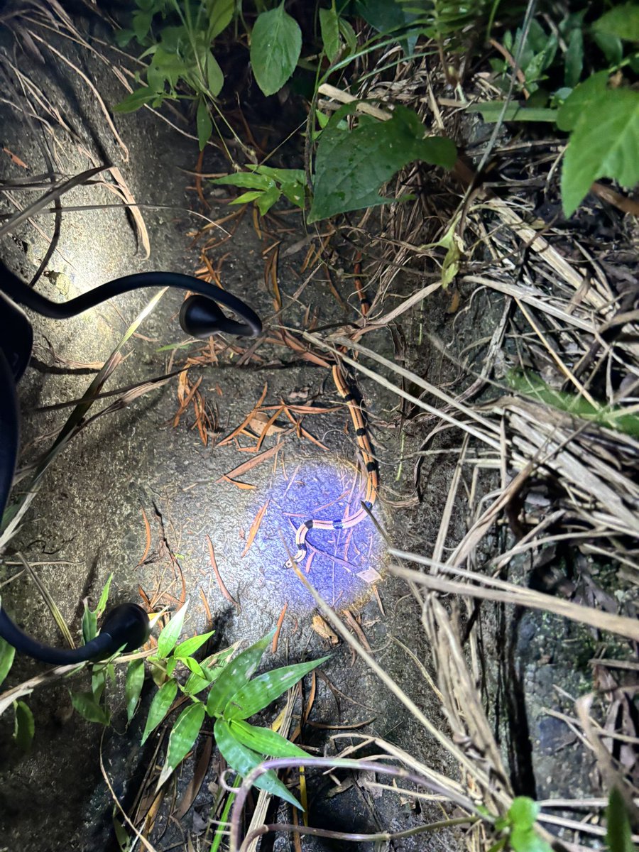 dorcus_atsu's tweet photo. 人生で初めて野生のコブラ科を見た
あと前回来た時はアカマタめちゃくちゃいたけど今回はハブの方が多かった https://t.co/OYzwZUpyB8