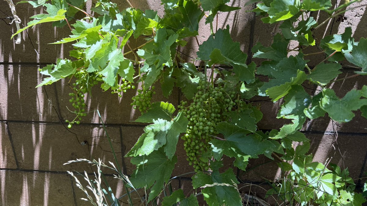 MotherPhuquer's tweet photo. @goatwhore666 your grapes coming in yet? https://t.co/Unn59p5h27