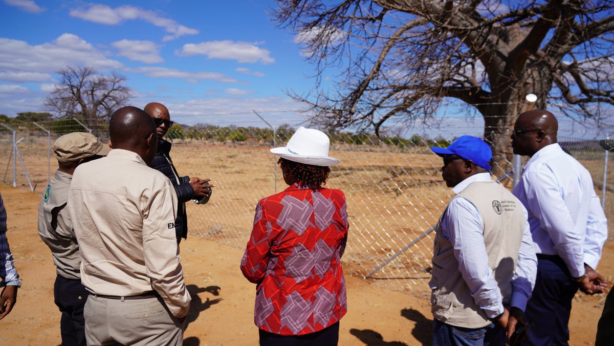 FAOZimbabwe's tweet photo. @PatriceTalla applauded the environmental awareness demonstrated by learners in Nenhowe, encouraging them to become champions for tree planting &amp; sustainable land management to safeguard both the environment and future livelihoods.
🌳👩🏾‍🎓👨🏿‍🎓#LandRestoration https://t.co/Yv5jgsJj6K