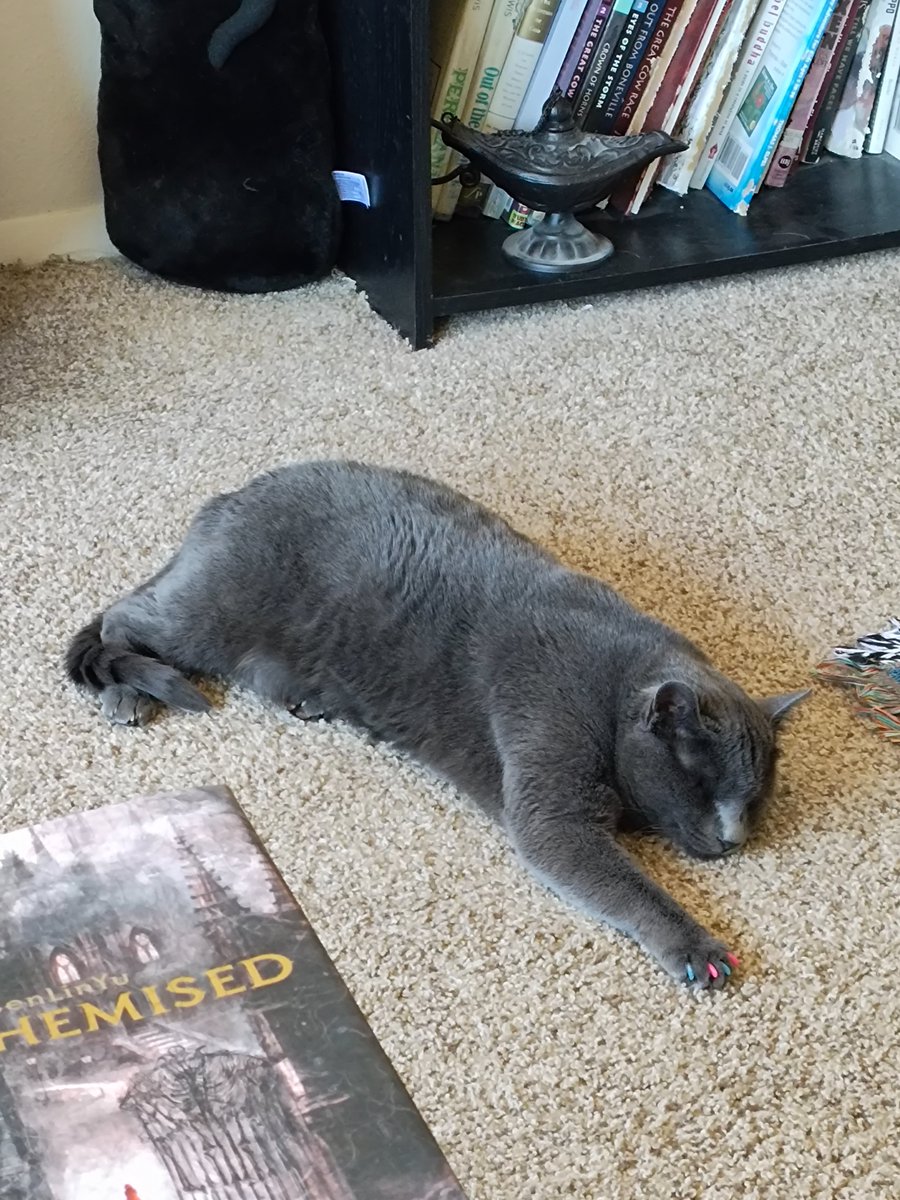 ZiggyWearsHats's tweet photo. I'm a little seal girl, living in the real world, and it's so hard to get by 🦭 https://t.co/uPfqaygPIc