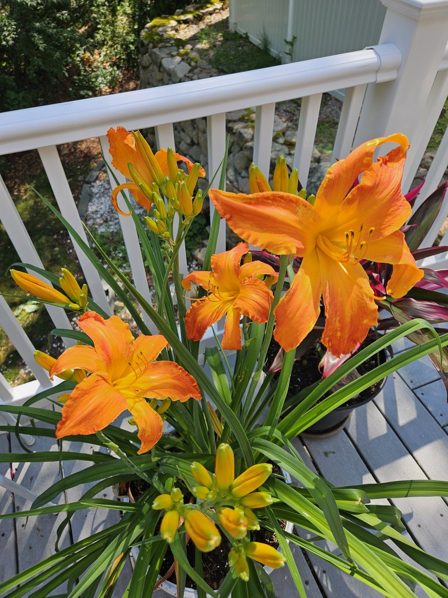 dcanidae's tweet photo. Favorite flowers this summer. https://t.co/fZNEeZp4QH
