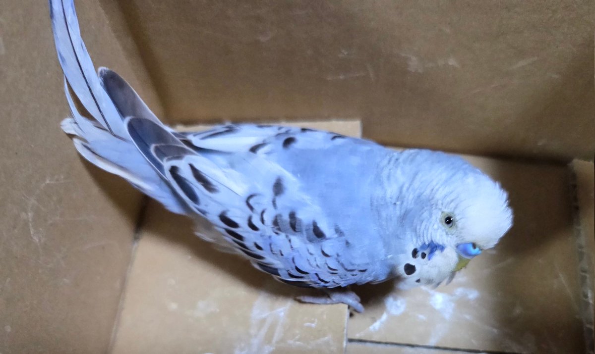 apple_birdlove's tweet photo. 職場での珍事

・体調不良のレース鳩が迷い込む
(レース鳩協会？の人に引き取ってもらった)
・ゴルフ練習場のネットからでられなくなったトンビを助ける
(30分1人で格闘した。今思うと普通に危なかった)
・セキセイインコを保護する 𝗇𝖾𝗐！

自然に囲まれた職場です。 https://t.co/yE3SWyTLaG