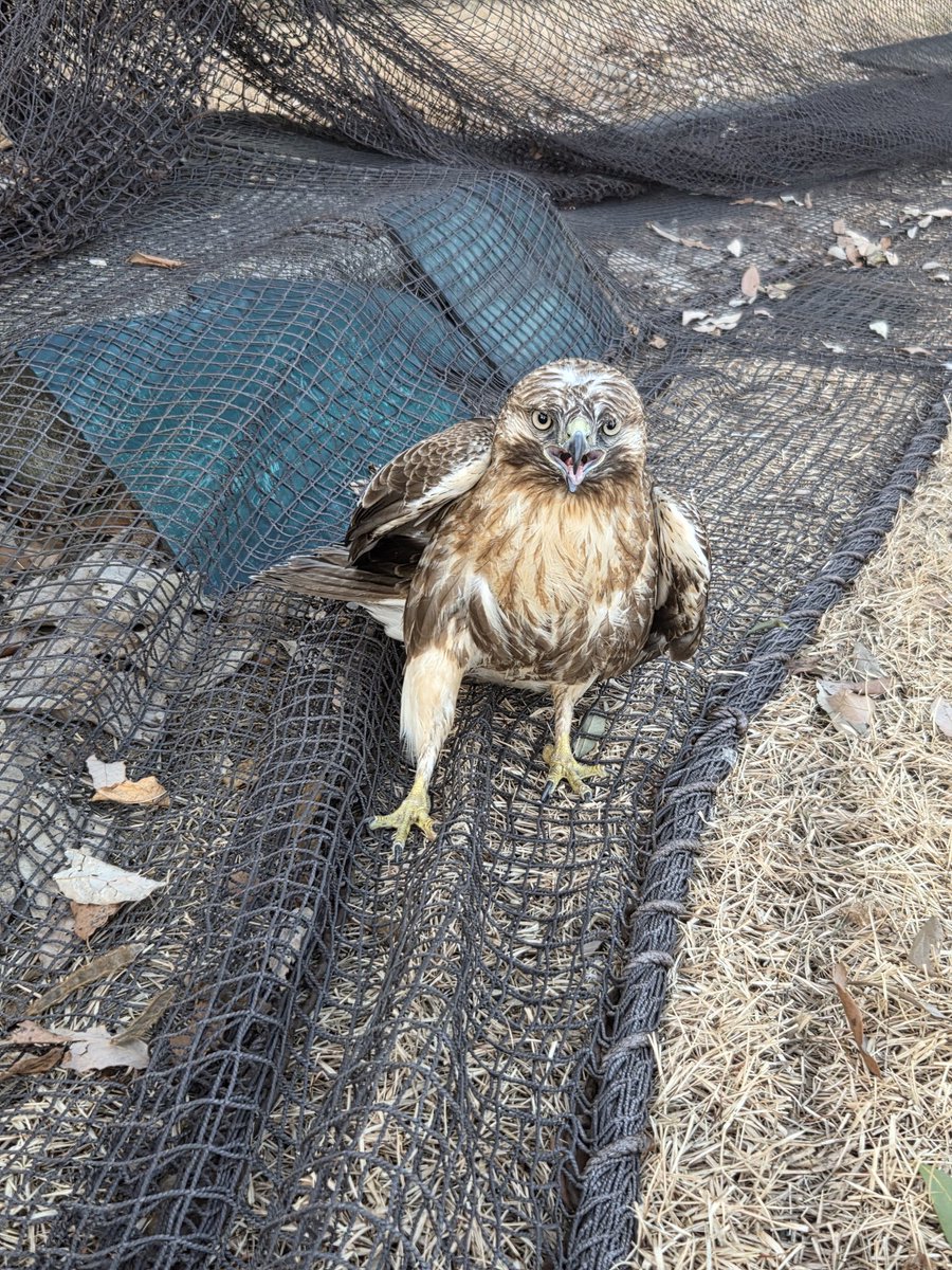 apple_birdlove's tweet photo. 職場での珍事

・体調不良のレース鳩が迷い込む
(レース鳩協会？の人に引き取ってもらった)
・ゴルフ練習場のネットからでられなくなったトンビを助ける
(30分1人で格闘した。今思うと普通に危なかった)
・セキセイインコを保護する 𝗇𝖾𝗐！

自然に囲まれた職場です。 https://t.co/yE3SWyTLaG