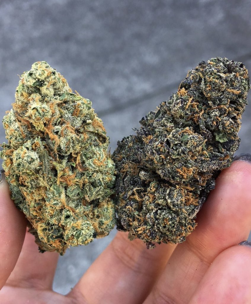 flowersNpots's tweet photo. Sour Bubble 🍋💨

Known for its pungent sour aroma and rich flavor profile.
A classic strain appreciated for its distinctive character and smooth experience.
Perfect for those who enjoy bold, old school genetics. https://t.co/v86OS7Y920