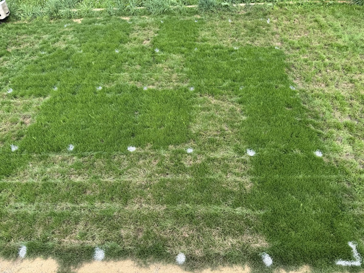 KyleGenova's tweet photo. Hot, humid weather means high disease pressure—and that’s when products truly separate themselves. Proud to showcase another fungicide trial from GenAg Solutions, delivering independent turf research you can trust.

#Turfgrass #TurfResearch #GolfCourseManagement #Fungicides https://t.co/jFxPFbenO6