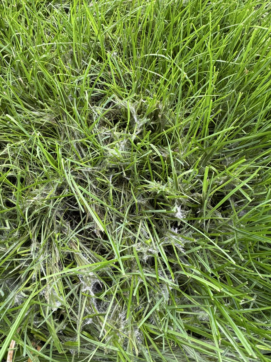KyleGenova's tweet photo. Hot, humid weather means high disease pressure—and that’s when products truly separate themselves. Proud to showcase another fungicide trial from GenAg Solutions, delivering independent turf research you can trust.

#Turfgrass #TurfResearch #GolfCourseManagement #Fungicides https://t.co/jFxPFbenO6