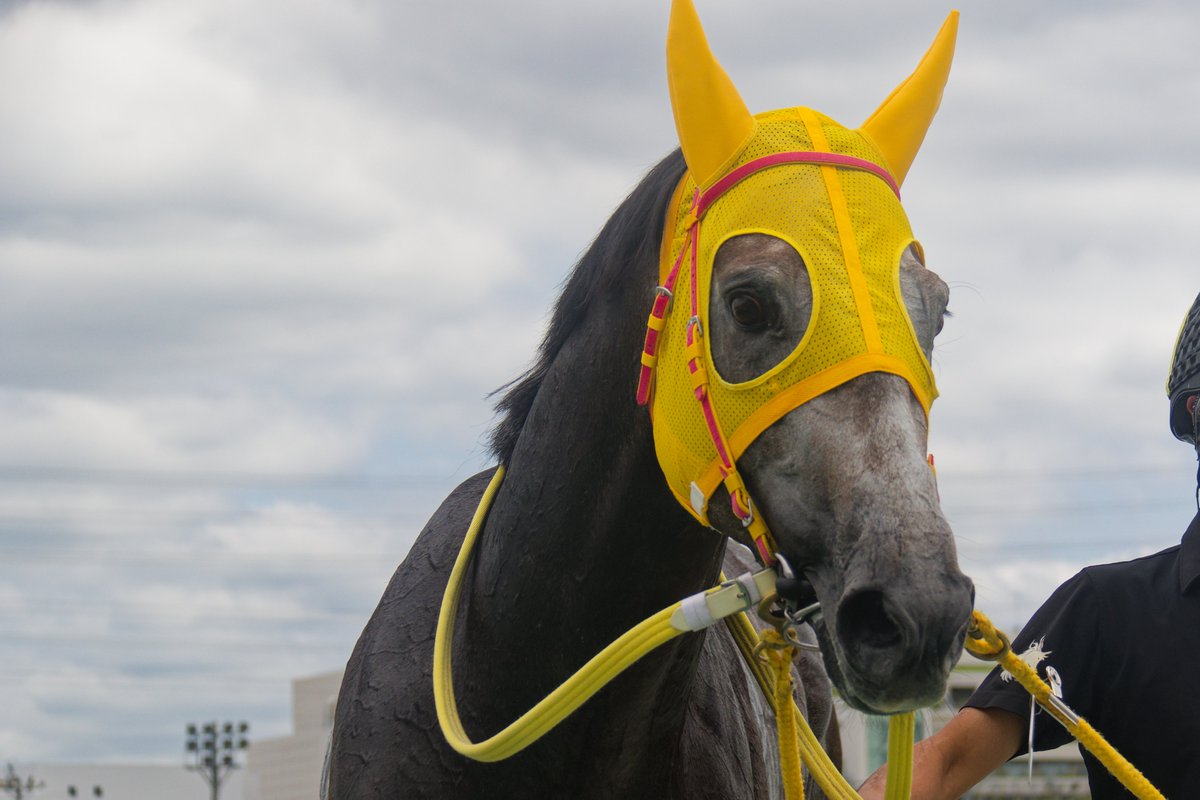 gambacity's tweet photo. 2026年7月8日
薗田競馬1レースに出走した
アンセム（牡4歳）
今回のレースがデビュー戦

2歳のデビュー直前に
競走馬として復帰することも難しいと診断されるほどの大怪我
本来であればこの時点でデビュー出来ずに引退なんですがオーナーは怪我の治療を選択
関係者の皆様が一丸となり怪我からの復活を信じて懸命の治療をしていく中
同じ芦毛でアンセムの叔父にあたる園田競馬場の芦毛馬限定戦でも優勝したエルアルコンと突然の悲しい別れもありました。
そんな事もあり、絶対に無理をせずに大事に大事に調教を重ねてゲート検査、発走試験を合格
そして今回のデビュー戦
復帰を信じたオーナー、育成に携わった関係者が見守る中で誰もが「とにかく無事」にと願っての初出走
普段は西脇馬事公苑で調教しているので
初めて走る園田競馬場
鞍上は先週、地方競馬4000勝を達成した下原騎手
抜群のスタートを決めて先頭へ
4コーナーを先頭で周ってきて残り200ｍ
応援にきた皆が大声援を送る中
後続を4馬身突き放してゴールイン！

アンセムの復活を信じて
いままで関わられた関係者の皆様
本当に本当におめでとうございます！