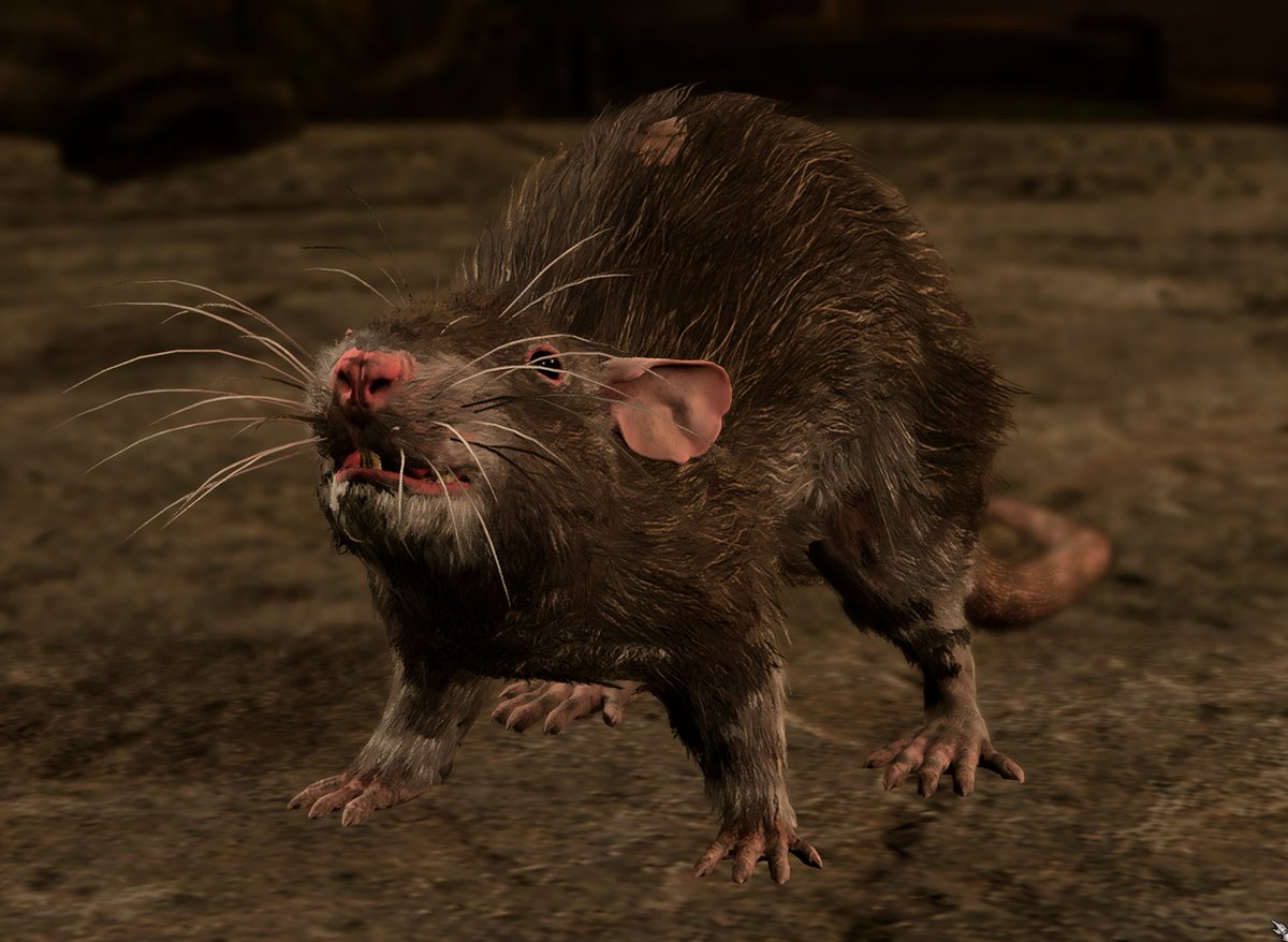 1 IQ Rat tweet media