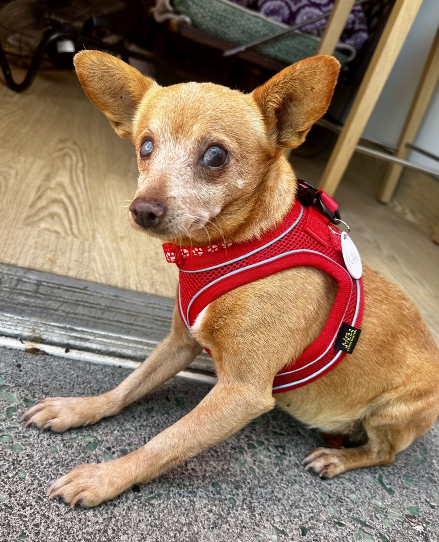 Muttville's tweet photo. Just a perfect lil Muffin

Muffin | Female | 9 years old | 9 lbs https://t.co/r19TAUV5vH