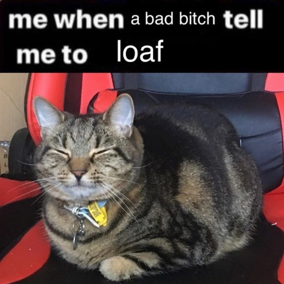 Cat Posted tweet media