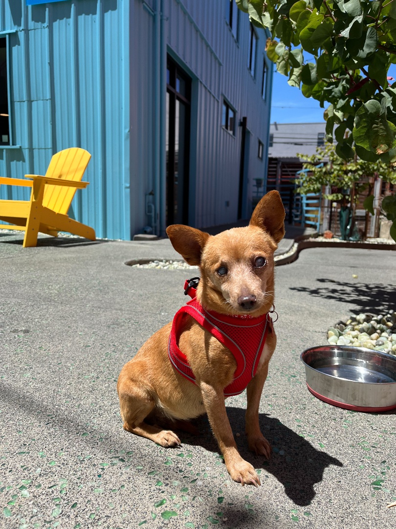 Muttville's tweet photo. Just a perfect lil Muffin

Muffin | Female | 9 years old | 9 lbs https://t.co/r19TAUV5vH